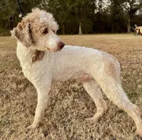 Flora, a female Aussiedoodle for sale in Eastman, GA – Photo 9 of 10