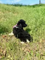 Flora, a female Aussiedoodle for sale in Eastman, GA – Photo 7 of 10