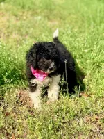 Flora, a female Aussiedoodle for sale in Eastman, GA – Photo 6 of 10