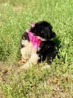 Flora, a female Aussiedoodle for sale in Eastman, GA – Photo 5 of 10
