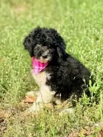 Flora, a female Aussiedoodle for sale in Eastman, GA – Photo 2 of 10
