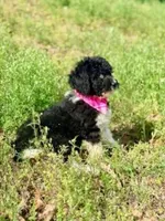 Flora, a female Aussiedoodle for sale in Eastman, GA – Photo 8 of 10