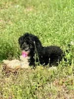 Flora, a female Aussiedoodle for sale in Eastman, GA – Photo 4 of 10