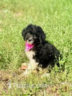 Flora – Aussiedoodle puppy for sale in Eastman, GA