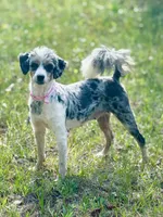 Flora, a female Aussiedoodle for sale in Eastman, GA – Photo 10 of 10