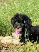 Flora, a female Aussiedoodle for sale in Eastman, GA – Photo 3 of 10