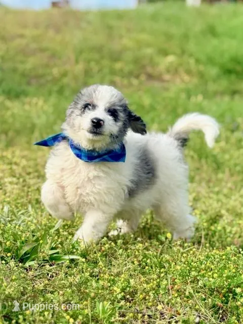 Charlie – Aussiedoodle puppy for sale in Eastman, GA