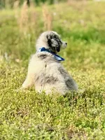 Charlie, a male Aussiedoodle for sale in Eastman, GA – Photo 4 of 10