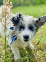 Charlie, a male Aussiedoodle for sale in Eastman, GA – Photo 2 of 10