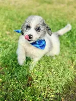 Charlie, a male Aussiedoodle for sale in Eastman, GA – Photo 7 of 10