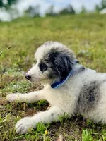 Charlie, a male Aussiedoodle for sale in Eastman, GA – Photo 6 of 10