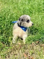 Charlie, a male Aussiedoodle for sale in Eastman, GA – Photo 8 of 10