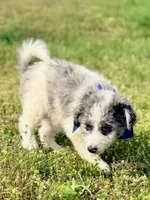 Charlie, a male Aussiedoodle for sale in Eastman, GA – Photo 5 of 10