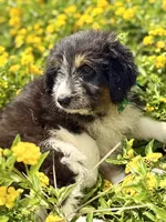 Cheyenne, a female Bordoodle for sale in Eastman, GA – 2 of 6