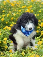 Bronc, a male Bordoodle for sale in Eastman, GA – 3 of 8