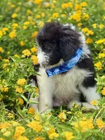 Bronc, a male Bordoodle for sale in Eastman, GA – 2 of 8