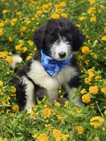 Bronc, a male Bordoodle for sale in Eastman, GA – 4 of 8