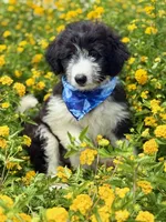 Bronc, a male Bordoodle for sale in Eastman, GA – 5 of 8