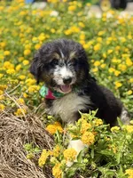 Cheyenne, a female Bordoodle for sale in Eastman, GA – 4 of 6
