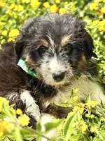 Cheyenne, a female Bordoodle for sale in Eastman, GA – 3 of 6