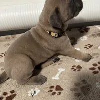 Tan Collar, a female Great Dane for sale in Eden, NY – Photo 3 of 9