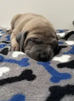 Tan Collar, a female Great Dane for sale in Eden, NY – Photo 5 of 9