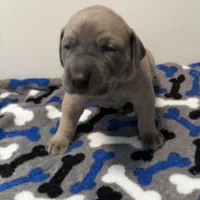 Tan Collar, a female Great Dane for sale in Eden, NY – Photo 7 of 9