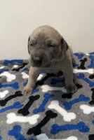 Tan Collar, a female Great Dane for sale in Eden, NY – Photo 7 of 9