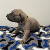 Tan Collar, a female Great Dane for sale in Eden, NY – Photo 6 of 9