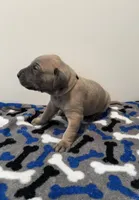 Tan Collar, a female Great Dane for sale in Eden, NY – Photo 6 of 9