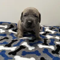 Tan Collar, a female Great Dane for sale in Eden, NY – Photo 4 of 9