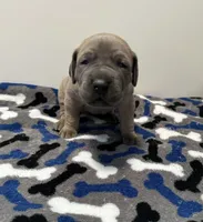 Tan Collar, a female Great Dane for sale in Eden, NY – Photo 4 of 9