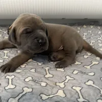 Tan Collar, a female Great Dane for sale in Eden, NY – Photo 8 of 9