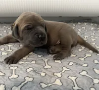 Tan Collar, a female Great Dane for sale in Eden, NY – Photo 8 of 9