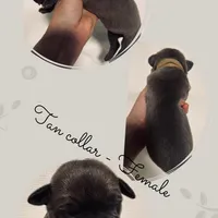 Tan Collar, a female Great Dane for sale in Eden, NY – Photo 9 of 9