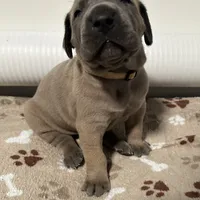 Tan Collar, a female Great Dane for sale in Eden, NY – Photo 1 of 9