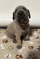 Tan Collar, a female Great Dane for sale in Eden, NY – Photo 1 of 9