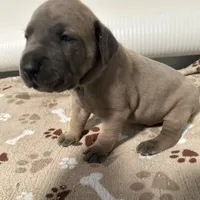 Tan Collar, a female Great Dane for sale in Eden, NY – Photo 2 of 9