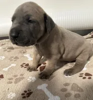 Tan Collar, a female Great Dane for sale in Eden, NY – Photo 2 of 9