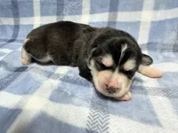 King, a male Siberian Husky for sale in Centreville, MD – 6 of 7