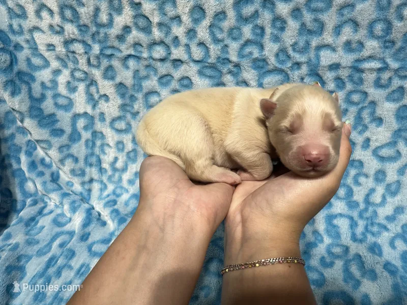 Sander – Siberian Husky puppy for sale in Centreville, MD