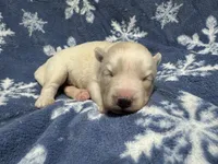 processed/f78c4054-9674-411b-a848-9c44cd3f49ab/listing/03eee4b4-bde3-4172-b77b-ee3b825cd593/3a240d91-75dc-4b57-beb9-176457c69878