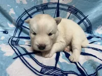 processed/f78c4054-9674-411b-a848-9c44cd3f49ab/listing/03eee4b4-bde3-4172-b77b-ee3b825cd593/fe1449b4-0199-47ca-9cc8-c514e9ee3bdd