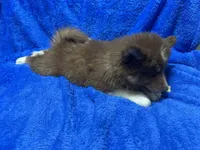 Chestnut, a male Siberian Husky for sale in Centreville, MD – 10 of 10