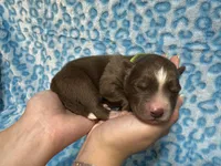 Cooper, a male Siberian Husky for sale in Centreville, MD – 6 of 6