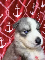 AKC Kona, a male Siberian Husky for sale in Centreville, MD – 4 of 9