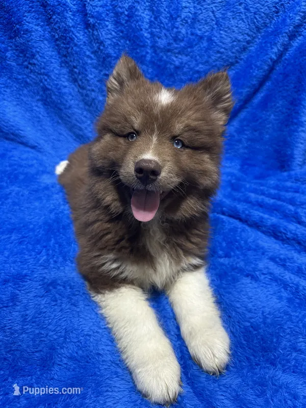 Chestnut – Siberian Husky puppy for sale in Centreville, MD