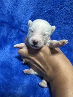 AKC Oceanus, a male Siberian Husky for sale in Centreville, MD – Photo 8 of 9