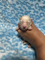 AKC Oceanus, a male Siberian Husky for sale in Centreville, MD – Photo 9 of 9