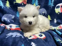 AKC Oceanus, a male Siberian Husky for sale in Centreville, MD – Photo 2 of 9